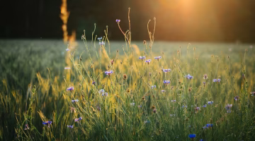KEWAJIBAN MENGKUTI SYARIAT AGAMA BUKAN HAKEKAT REALITA