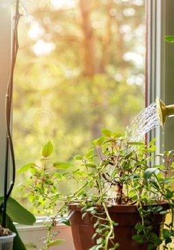 MENYIRAM POHON YANG SUDAH TUMBUH