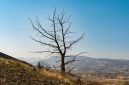 Dry tree seen over the arid landscape of Painted Hills, Oregon, USA.