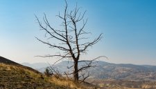 Dry tree seen over the arid landscape of Painted Hills, Oregon, USA.