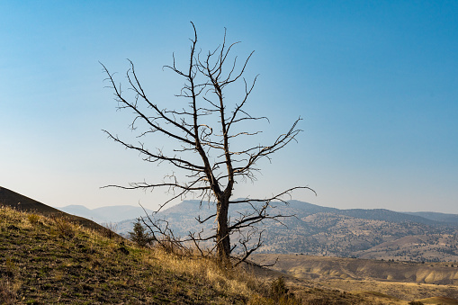 Dry tree seen over the arid landscape of Painted Hills, Oregon, USA.